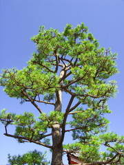 早春の松と青空