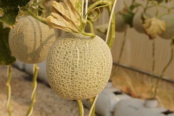 Melons  in the green house waiting to be harvested, selective focus.