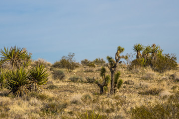 Obraz premium Plants of Nevada desert in Red Rock Canyon in Las Vegas area