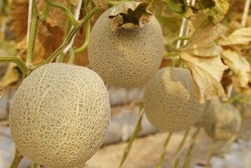 Melons  in the green house waiting to be harvested, selective focus.