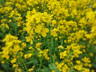 Obraz premium Yellow mustard flowers in the garden. Mustard flowers background. Mustard cultivation in Assam, India