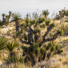 Plants of Nevada desert in Red Rock Canyon in Las Vegas area