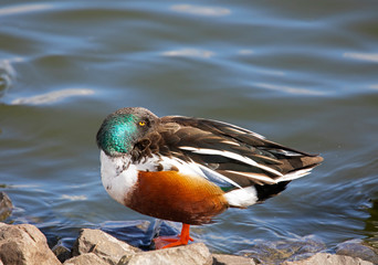 Fototapete bei efototapeten.de bestellen   