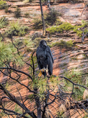 Juvenile California Condor