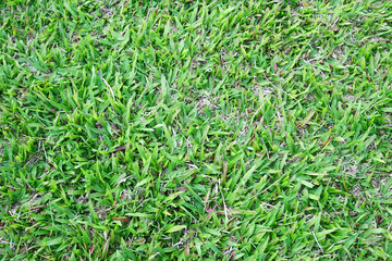 background of green grass field