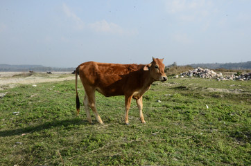 Brown Cow Looking in Camera At Ground of Kaloor Himachal Pradesh