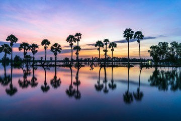 Sunrise landscape in sugar palm tree field in Chau Doc, An Giang, Mekong delta, Vietnam - obrazy, fototapety, plakaty