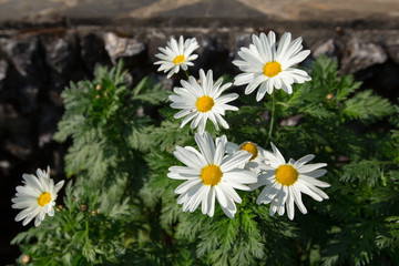 Fototapeta premium Israel, Beauty, Beauty In Nature, Blossom, Close-up