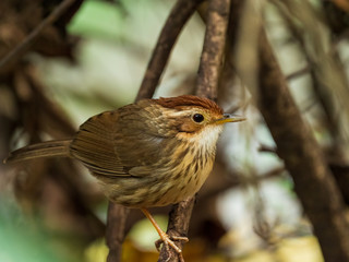 The Puff-throated Babbler or Spotted Babbler has brown-streaked pale underparts. Its white brow and throat contrast with buffy cheeks and a rusty-orange crown. Scientific name is Pellorneum ruficeps.