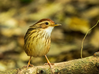 The Puff-throated Babbler or Spotted Babbler has brown-streaked pale underparts. Its white brow and throat contrast with buffy cheeks and a rusty-orange crown. Scientific name is Pellorneum ruficeps.