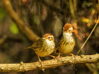 The Puff-throated Babbler or Spotted Babbler has brown-streaked pale underparts. Its white brow and throat contrast with buffy cheeks and a rusty-orange crown. Scientific name is Pellorneum ruficeps.