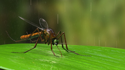 Mosquito landed on green leaf in tropic jungle under rain 3d rendering