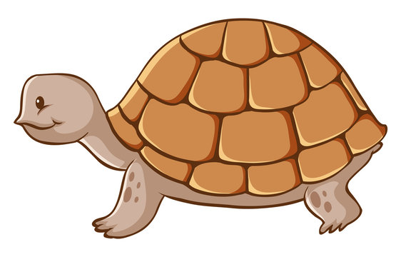 Brown tortoise crawling on white background