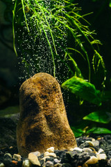 Airing big stone in aquarium with bubbles.