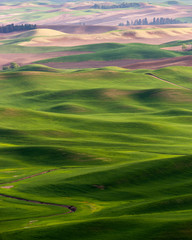 Obraz premium The Rolling Hills of the Palouse