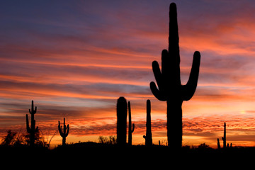 Arizona Saguaro Sunset