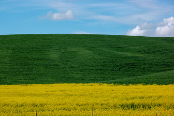 Obraz premium The Rolling Hills of the Palouse