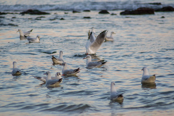 Large group of seagulls in the water, nature concept, aquatic birds, outdoors