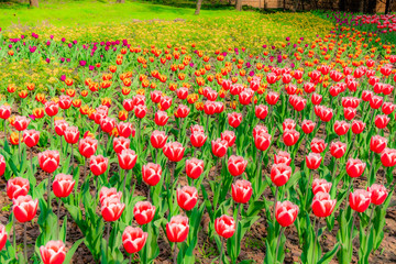 The colourful  tulips  of  Slender West Lake ,YangZHou  in spring 