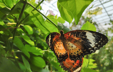 The butterfly that is eating the nectar of a bright green tree