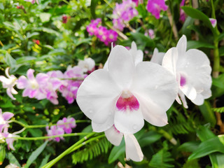 White orchid, bright and beautiful