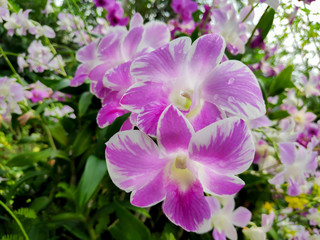Bright purple and white orchid flowers