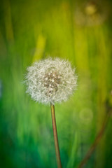 Closeup of dandelion on natural background