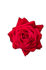 Red rose flower isolated on white background