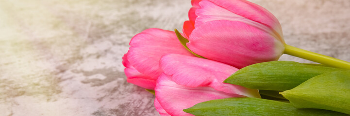 Tulips are bright, fresh, pink on a light gray background close-up.