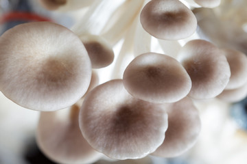 close up of white mushroom background