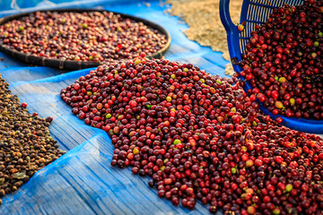 raw coffee beans dry on shelf