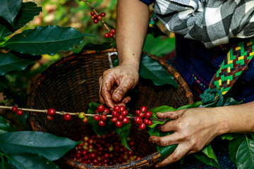 red coffee beans in hand farmers