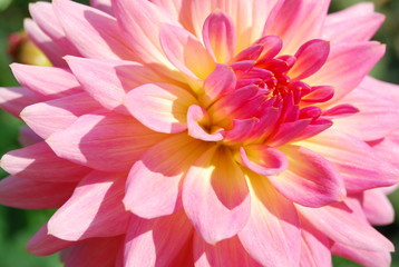 Fototapeta premium A close up of pink flower petals, That bloom in the morning.