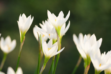 Obraz premium close up of beautiful white rain lily flower
