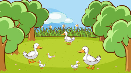 Scene with ducks in the garden