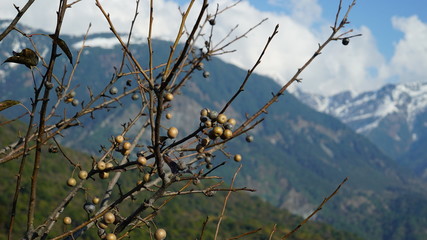 Himalyan Fruit
