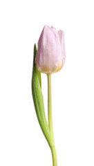 Beautiful tender spring tulip isolated on white