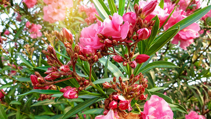 Nerium oleander flowers bloom in the garden beautifully.Poisonous shrub.