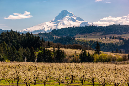 Blossoms In Hood River Fruit Loop Oregon