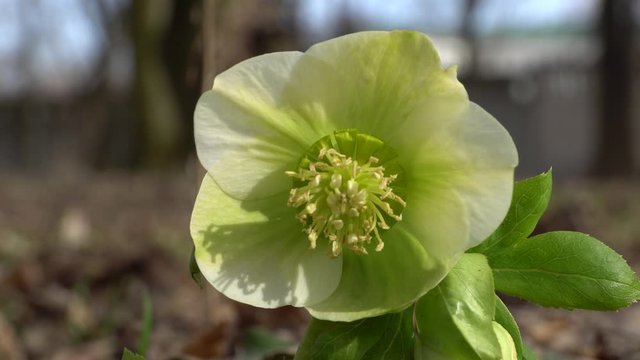 Close-up of a spring green flower primrose Helleborus caucasicus growing in the foothills of the North Caucasus