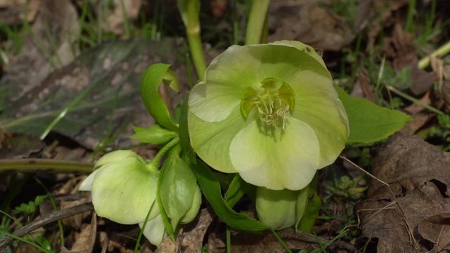 Young spring plant Helleborus caucasicus primrose with green flowers growing in the foothills of the North Caucasus