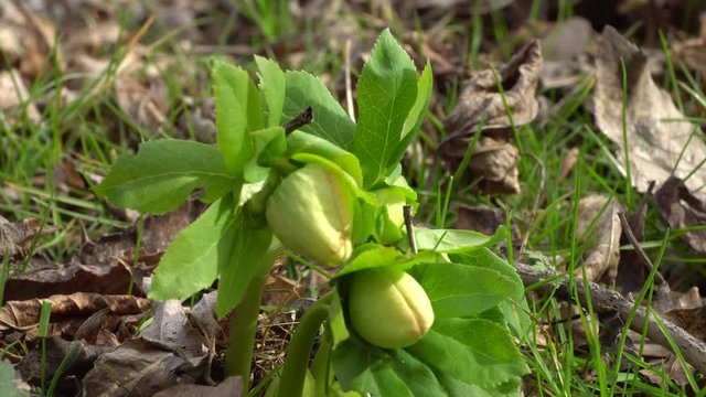 Close-up of spring green flower buds of the primrose Helleborus caucasicus growing in a forest in the foothills of the North Caucasus