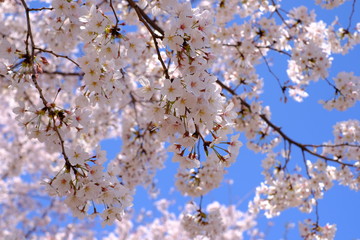 青空と満開の桜 cherry blossom 春 spring お散歩 東京