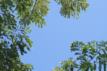 Green leaves and sky.