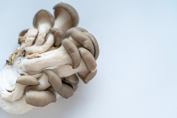 Oyster mushrooms on a light background,