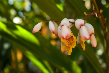Larme de la vierge, Gingembre coquille, A toux maux, Fleur coquillage (Alpinia zerumbert) dans un jardin de l'île de La Réunion.