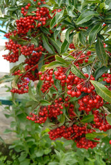 Ardisie, Bois de noël (Ardisia crenata) dans un jardin de l'île de La Réunion.