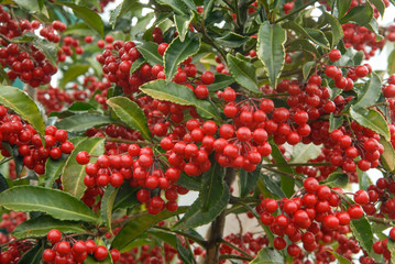 Ardisie, Bois de noël (Ardisia crenata) dans un jardin de l'île de La Réunion.