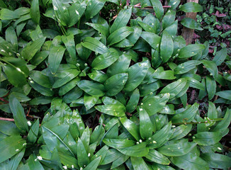 foliage wild garlic, ramsons, buckrams, broad-leave, bear leek or bear's garlic Beautiful spring background nature closeup