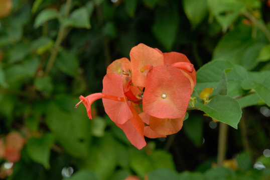 Détail d'une fleur d'un Chapeau chinois écarlate (Holmskioldia sanguinea) dans un jardin de l'île de La Réunion;